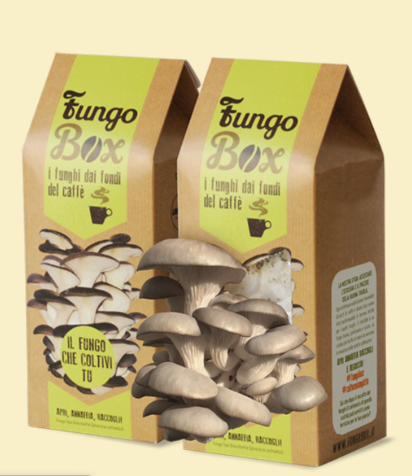 Fungo Box
