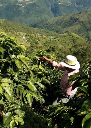 offee,Farmer,In,The,Fields,Of,Colombia