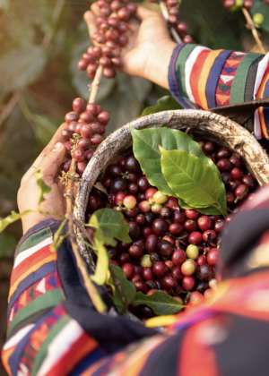Akha,Woman,Picking,Red,Coffee,Beans,On,Bouquet,On,Tree