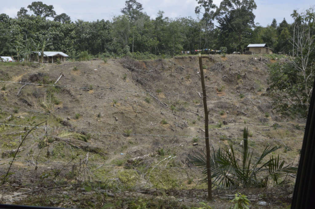 Isola di Sumatra: porzione di foresta abbattuta per fare spazio alla coltivazione di palme da olio